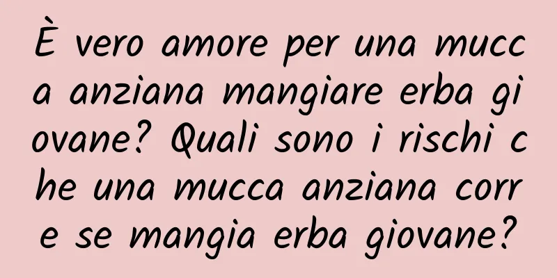 È vero amore per una mucca anziana mangiare erba giovane? Quali sono i rischi che una mucca anziana corre se mangia erba giovane?