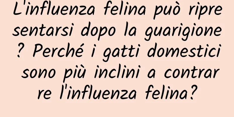 L'influenza felina può ripresentarsi dopo la guarigione? Perché i gatti domestici sono più inclini a contrarre l'influenza felina?