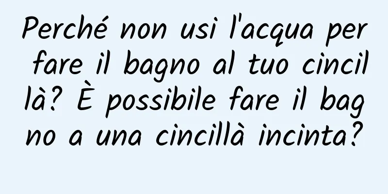 Perché non usi l'acqua per fare il bagno al tuo cincillà? È possibile fare il bagno a una cincillà incinta?