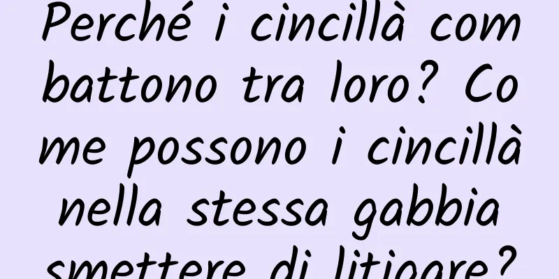 Perché i cincillà combattono tra loro? Come possono i cincillà nella stessa gabbia smettere di litigare?