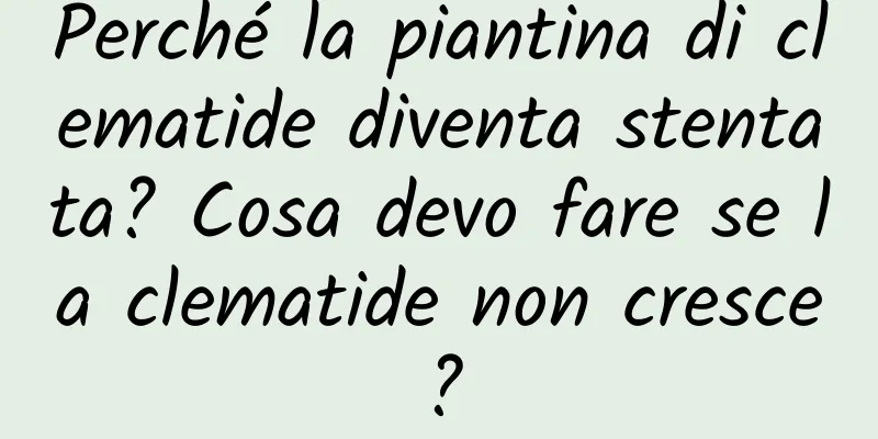 Perché la piantina di clematide diventa stentata? Cosa devo fare se la clematide non cresce?