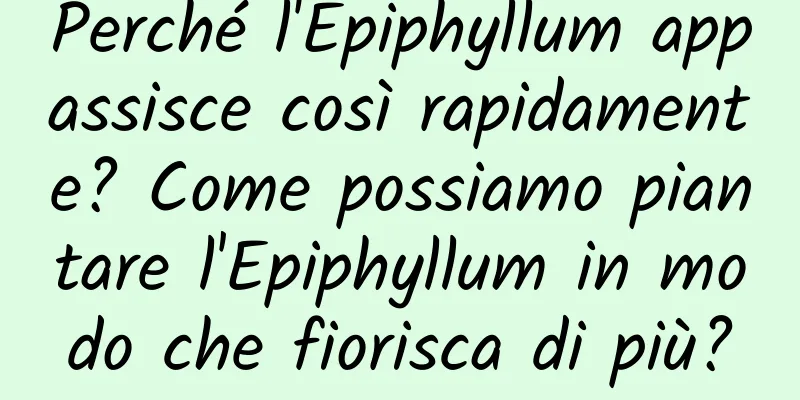 Perché l'Epiphyllum appassisce così rapidamente? Come possiamo piantare l'Epiphyllum in modo che fiorisca di più?
