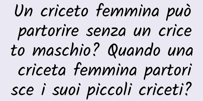 Un criceto femmina può partorire senza un criceto maschio? Quando una criceta femmina partorisce i suoi piccoli criceti?