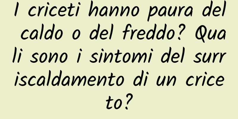 I criceti hanno paura del caldo o del freddo? Quali sono i sintomi del surriscaldamento di un criceto?