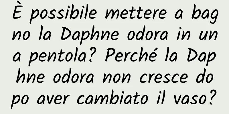 È possibile mettere a bagno la Daphne odora in una pentola? Perché la Daphne odora non cresce dopo aver cambiato il vaso?