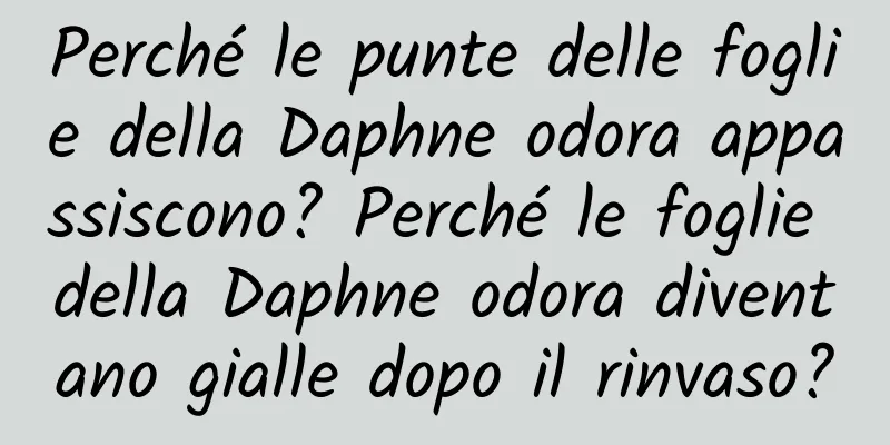 Perché le punte delle foglie della Daphne odora appassiscono? Perché le foglie della Daphne odora diventano gialle dopo il rinvaso?
