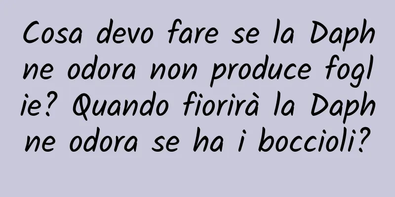 Cosa devo fare se la Daphne odora non produce foglie? Quando fiorirà la Daphne odora se ha i boccioli?