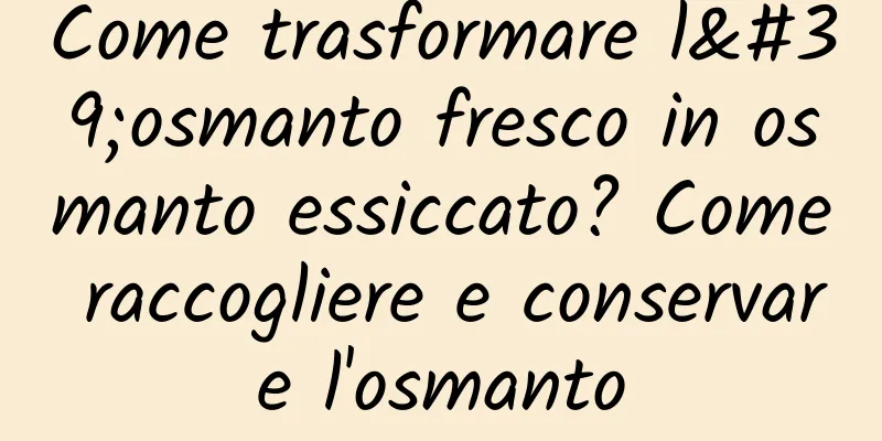 Come trasformare l'osmanto fresco in osmanto essiccato? Come raccogliere e conservare l'osmanto