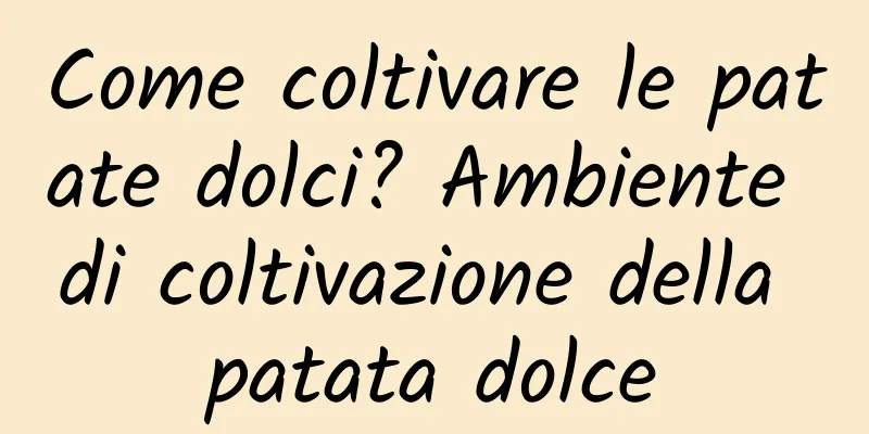 Come coltivare le patate dolci? Ambiente di coltivazione della patata dolce
