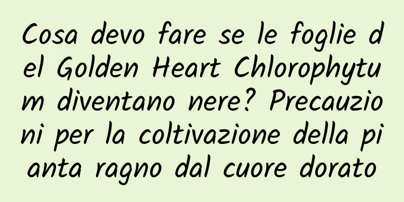 Cosa devo fare se le foglie del Golden Heart Chlorophytum diventano nere? Precauzioni per la coltivazione della pianta ragno dal cuore dorato
