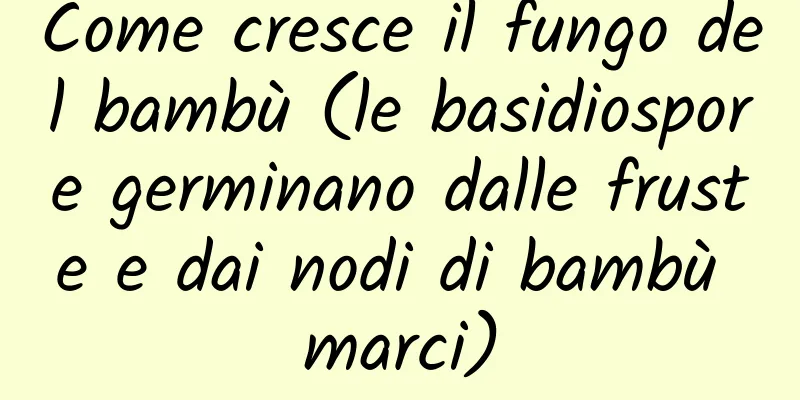 Come cresce il fungo del bambù (le basidiospore germinano dalle fruste e dai nodi di bambù marci)