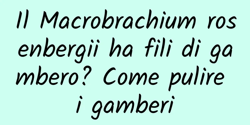 Il Macrobrachium rosenbergii ha fili di gambero? Come pulire i gamberi