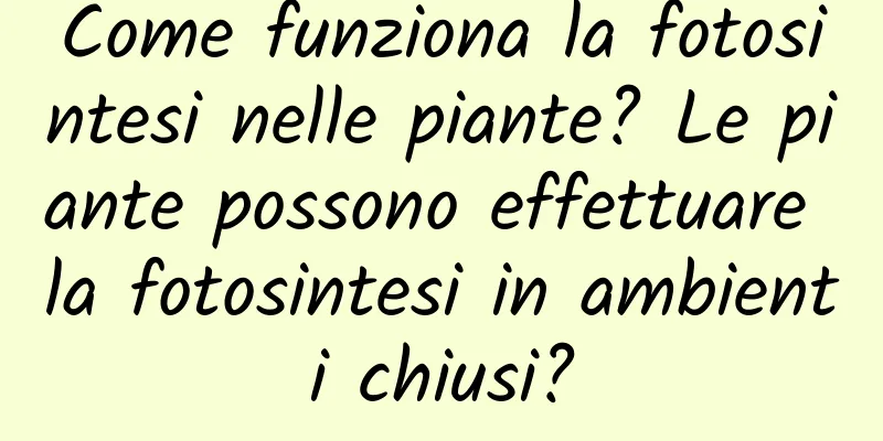 Come funziona la fotosintesi nelle piante? Le piante possono effettuare la fotosintesi in ambienti chiusi?