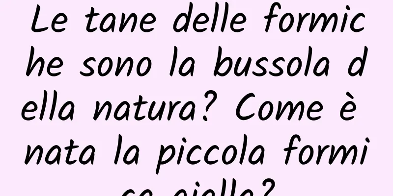 Le tane delle formiche sono la bussola della natura? Come è nata la piccola formica gialla?