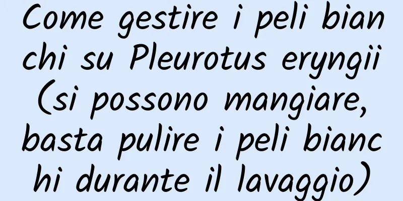 Come gestire i peli bianchi su Pleurotus eryngii (si possono mangiare, basta pulire i peli bianchi durante il lavaggio)