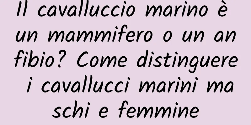 Il cavalluccio marino è un mammifero o un anfibio? Come distinguere i cavallucci marini maschi e femmine