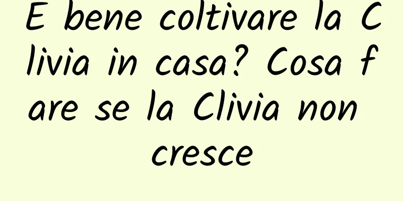 È bene coltivare la Clivia in casa? Cosa fare se la Clivia non cresce