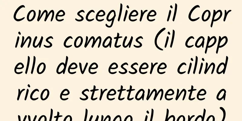 Come scegliere il Coprinus comatus (il cappello deve essere cilindrico e strettamente avvolto lungo il bordo)