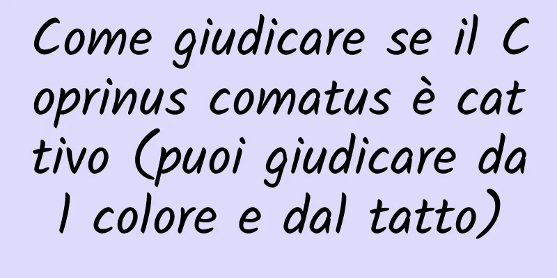 Come giudicare se il Coprinus comatus è cattivo (puoi giudicare dal colore e dal tatto)