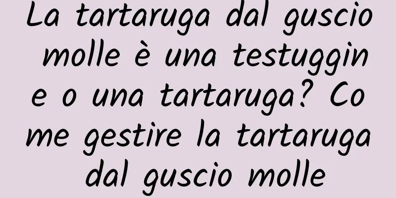 La tartaruga dal guscio molle è una testuggine o una tartaruga? Come gestire la tartaruga dal guscio molle
