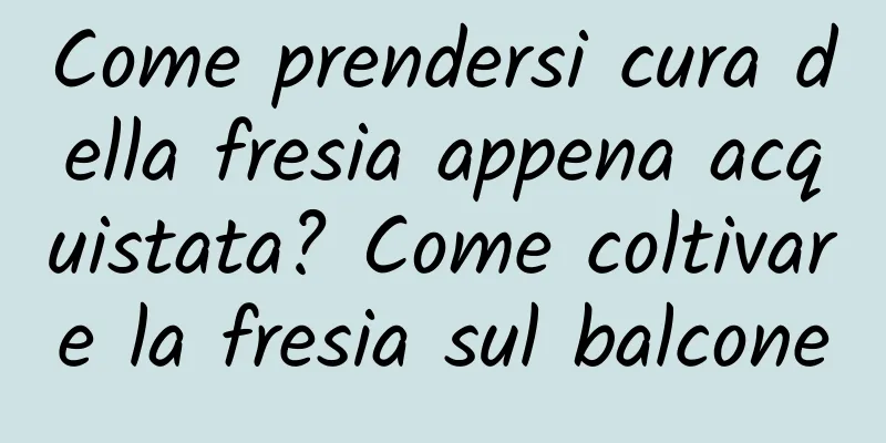 Come prendersi cura della fresia appena acquistata? Come coltivare la fresia sul balcone