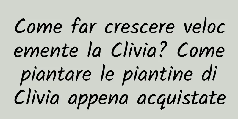 Come far crescere velocemente la Clivia? Come piantare le piantine di Clivia appena acquistate