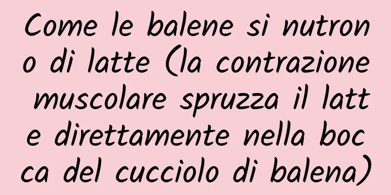 Come le balene si nutrono di latte (la contrazione muscolare spruzza il latte direttamente nella bocca del cucciolo di balena)
