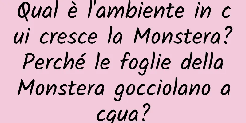 Qual è l'ambiente in cui cresce la Monstera? Perché le foglie della Monstera gocciolano acqua?