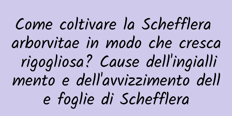 Come coltivare la Schefflera arborvitae in modo che cresca rigogliosa? Cause dell'ingiallimento e dell'avvizzimento delle foglie di Schefflera