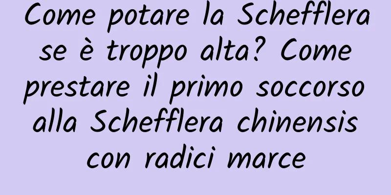 Come potare la Schefflera se è troppo alta? Come prestare il primo soccorso alla Schefflera chinensis con radici marce