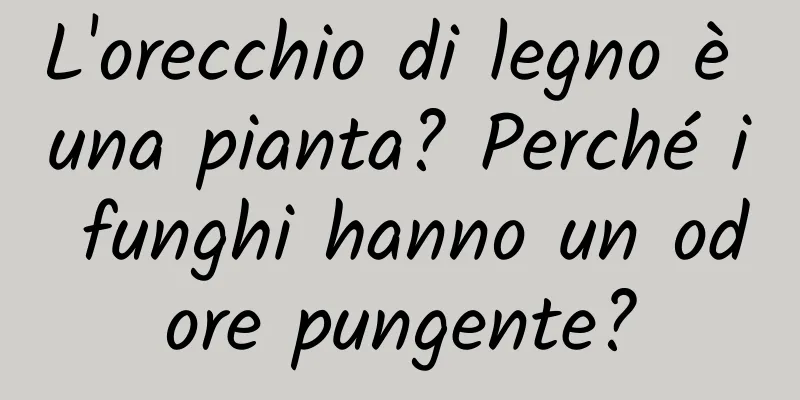 L'orecchio di legno è una pianta? Perché i funghi hanno un odore pungente?