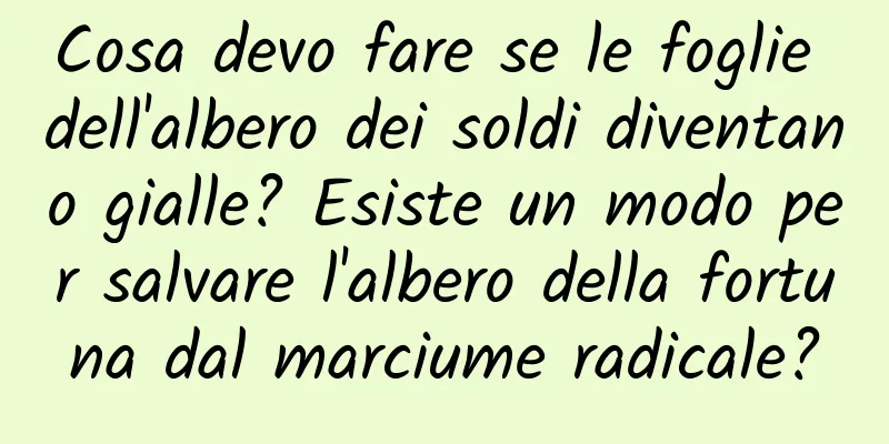 Cosa devo fare se le foglie dell'albero dei soldi diventano gialle? Esiste un modo per salvare l'albero della fortuna dal marciume radicale?