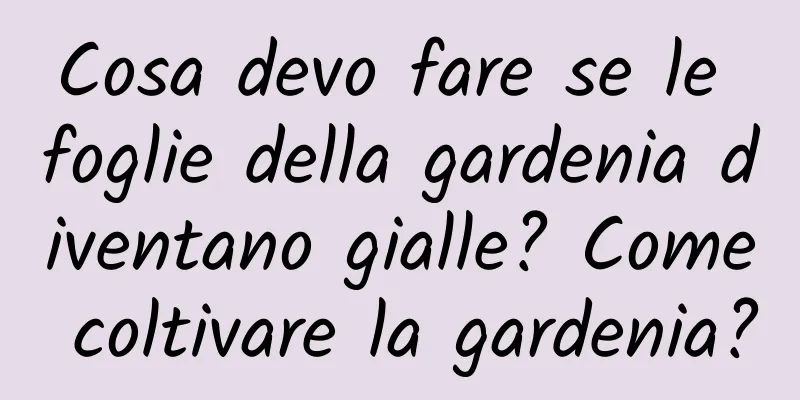 Cosa devo fare se le foglie della gardenia diventano gialle? Come coltivare la gardenia?