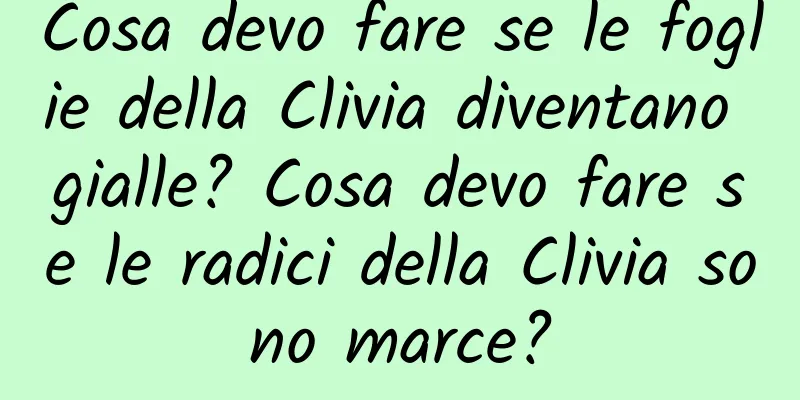 Cosa devo fare se le foglie della Clivia diventano gialle? Cosa devo fare se le radici della Clivia sono marce?