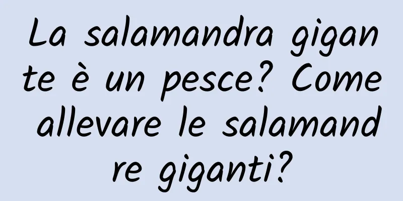 La salamandra gigante è un pesce? Come allevare le salamandre giganti?