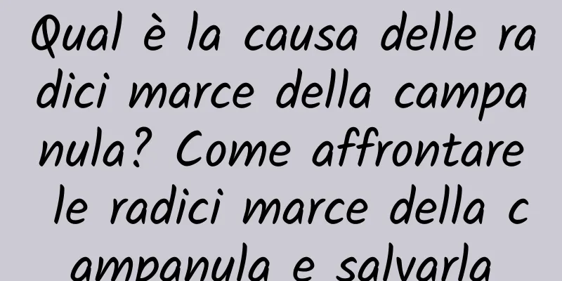 Qual è la causa delle radici marce della campanula? Come affrontare le radici marce della campanula e salvarla