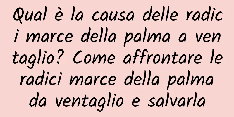 Qual è la causa delle radici marce della palma a ventaglio? Come affrontare le radici marce della palma da ventaglio e salvarla