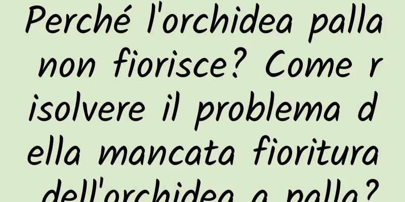 Perché l'orchidea palla non fiorisce? Come risolvere il problema della mancata fioritura dell'orchidea a palla?