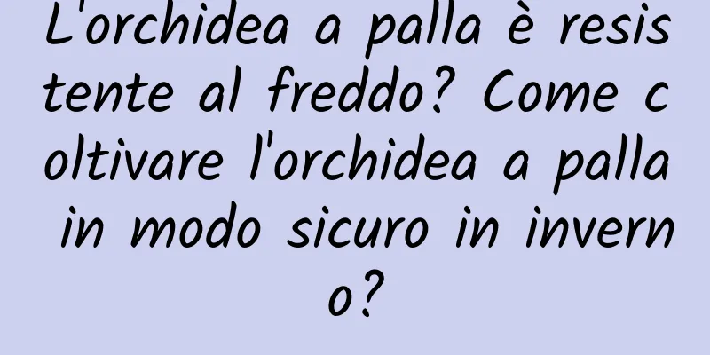 L'orchidea a palla è resistente al freddo? Come coltivare l'orchidea a palla in modo sicuro in inverno?