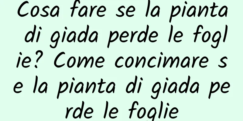 Cosa fare se la pianta di giada perde le foglie? Come concimare se la pianta di giada perde le foglie
