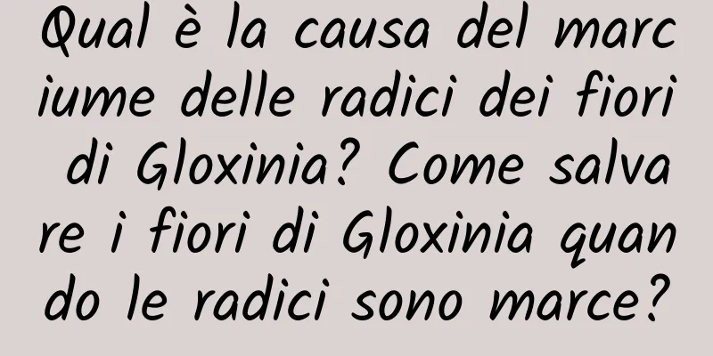 Qual è la causa del marciume delle radici dei fiori di Gloxinia? Come salvare i fiori di Gloxinia quando le radici sono marce?