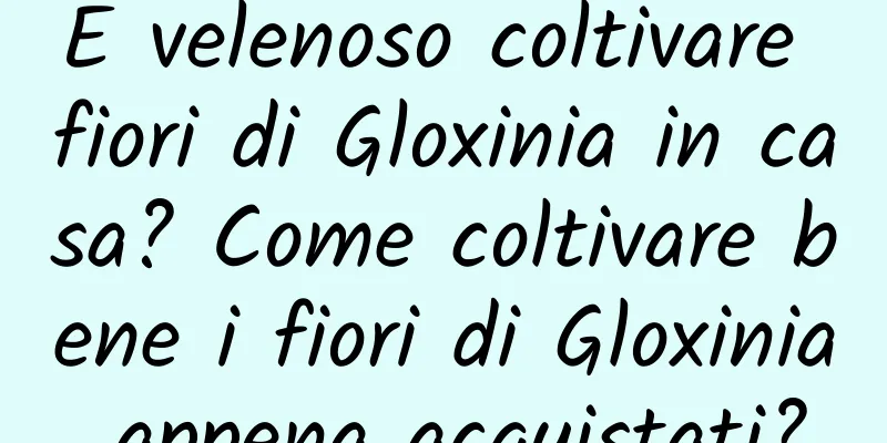 È velenoso coltivare fiori di Gloxinia in casa? Come coltivare bene i fiori di Gloxinia appena acquistati?