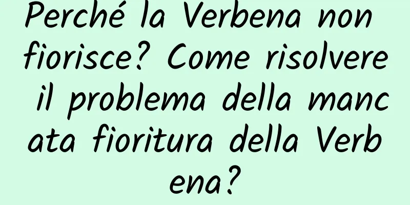 Perché la Verbena non fiorisce? Come risolvere il problema della mancata fioritura della Verbena?