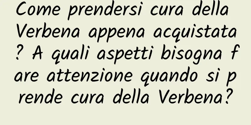 Come prendersi cura della Verbena appena acquistata? A quali aspetti bisogna fare attenzione quando si prende cura della Verbena?