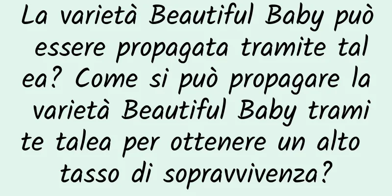 La varietà Beautiful Baby può essere propagata tramite talea? Come si può propagare la varietà Beautiful Baby tramite talea per ottenere un alto tasso di sopravvivenza?