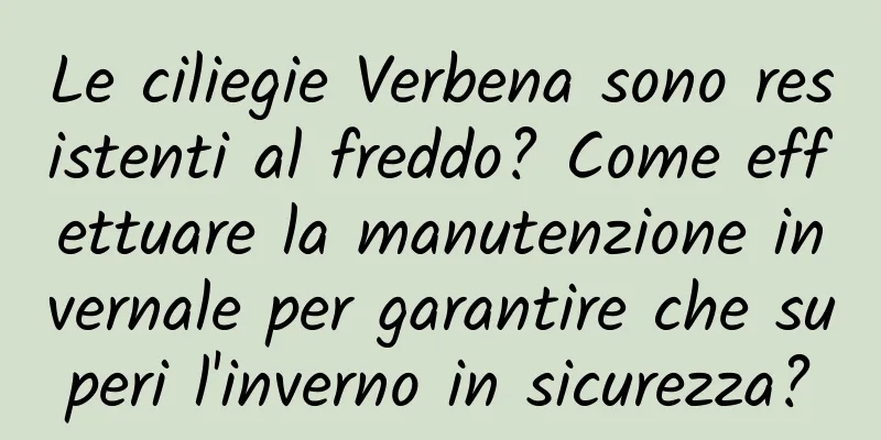 Le ciliegie Verbena sono resistenti al freddo? Come effettuare la manutenzione invernale per garantire che superi l'inverno in sicurezza?