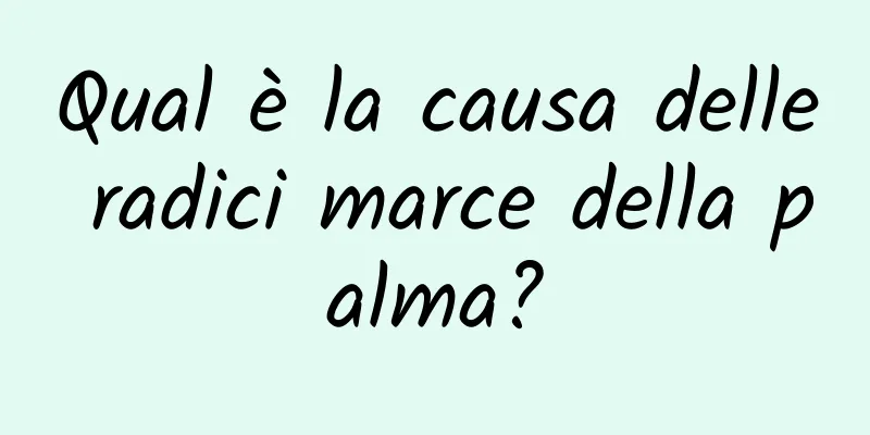 Qual è la causa delle radici marce della palma?