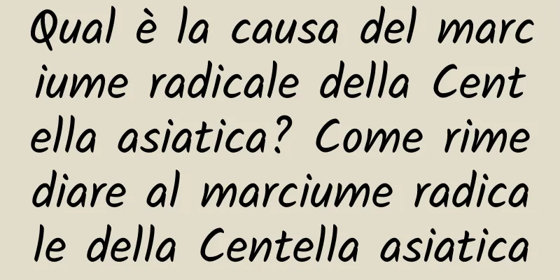 Qual è la causa del marciume radicale della Centella asiatica? Come rimediare al marciume radicale della Centella asiatica