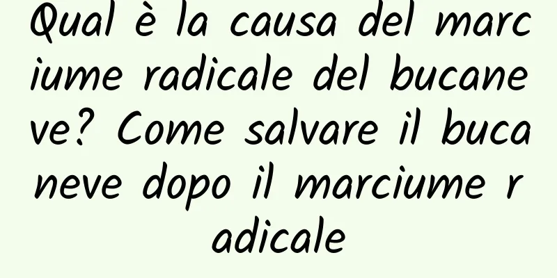 Qual è la causa del marciume radicale del bucaneve? Come salvare il bucaneve dopo il marciume radicale