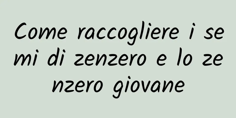 Come raccogliere i semi di zenzero e lo zenzero giovane